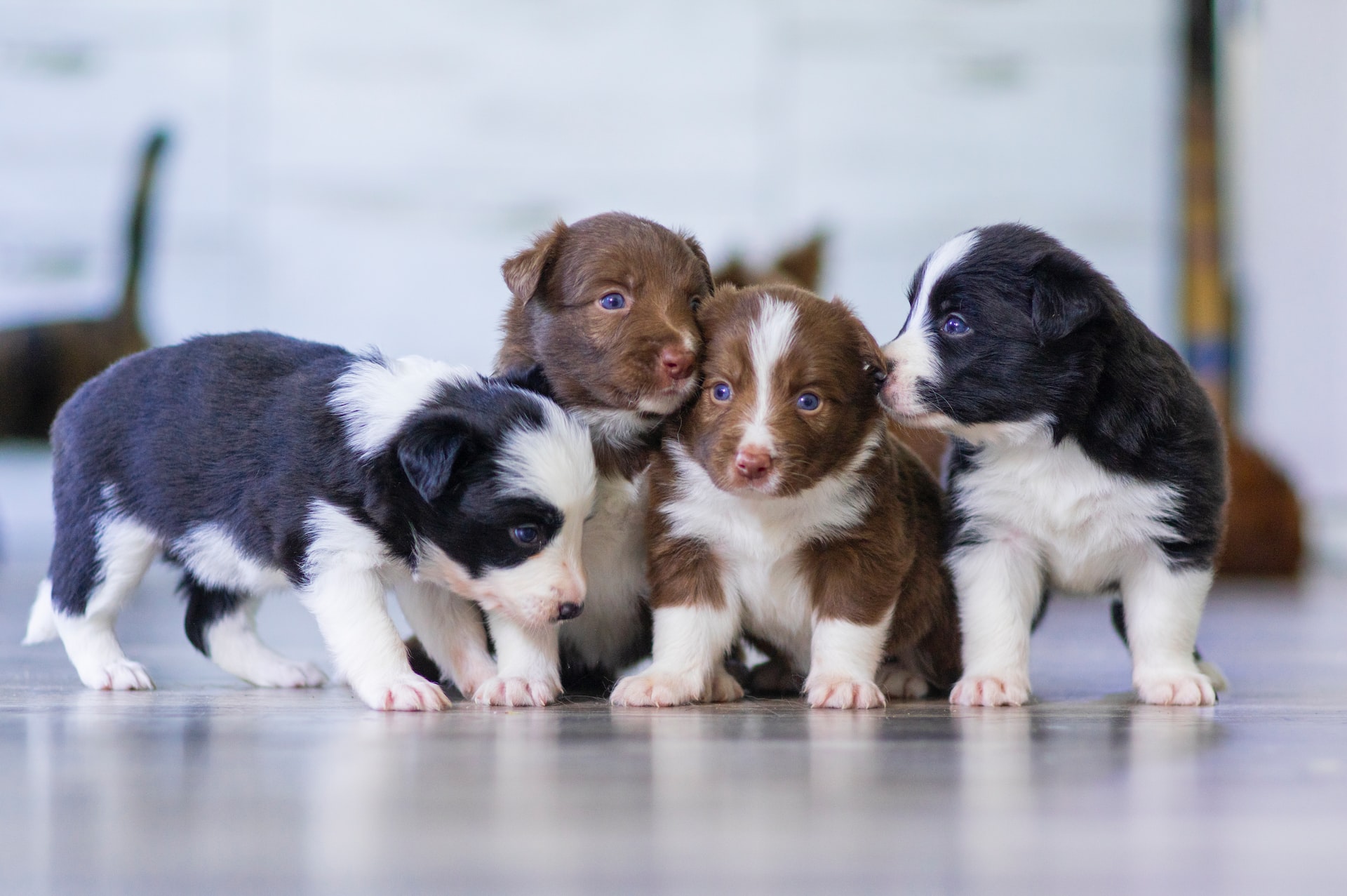 4 puppies