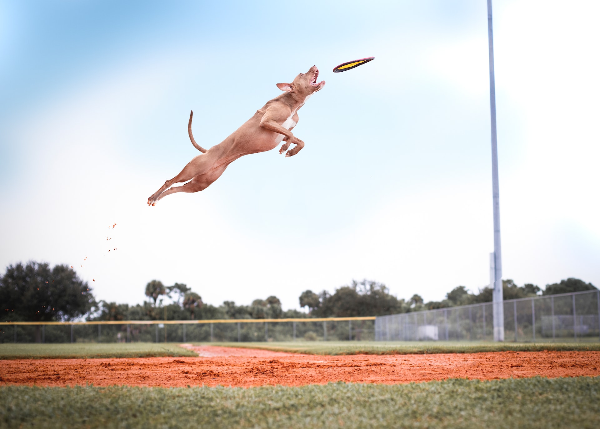 dog jumping to catch frisbee