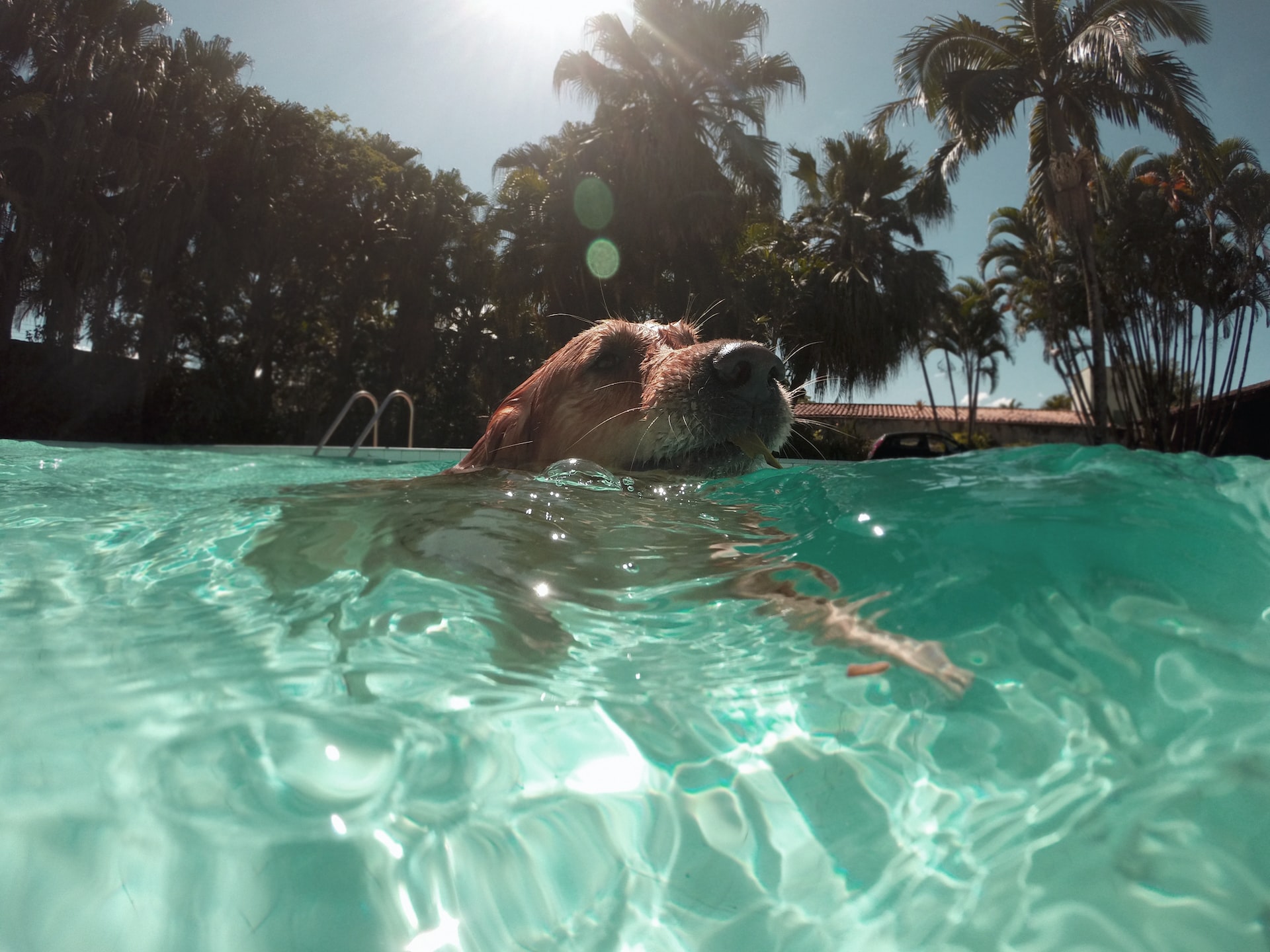 Dog swimming in pool