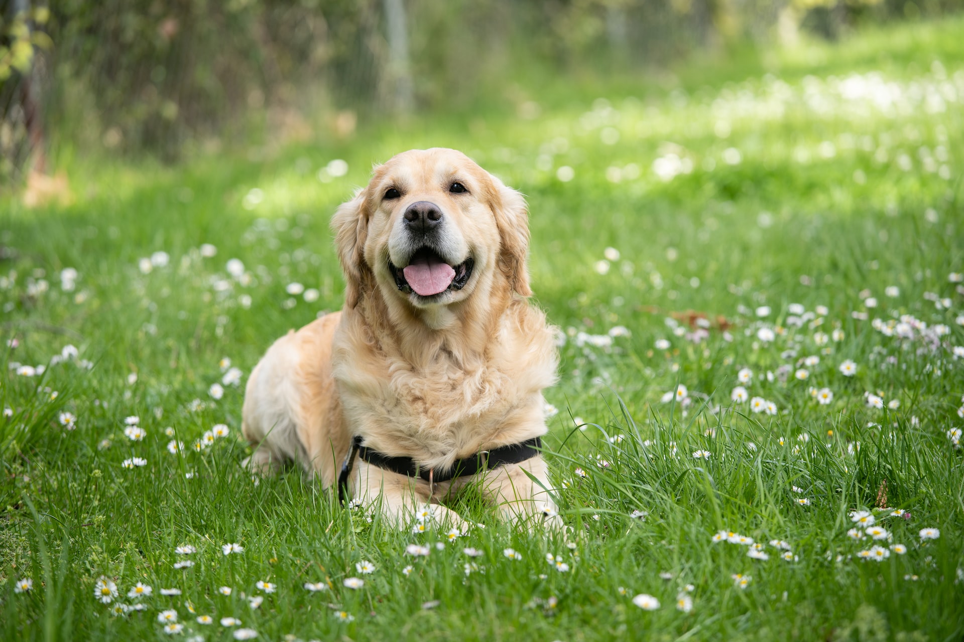 Happy golden retriever smiling