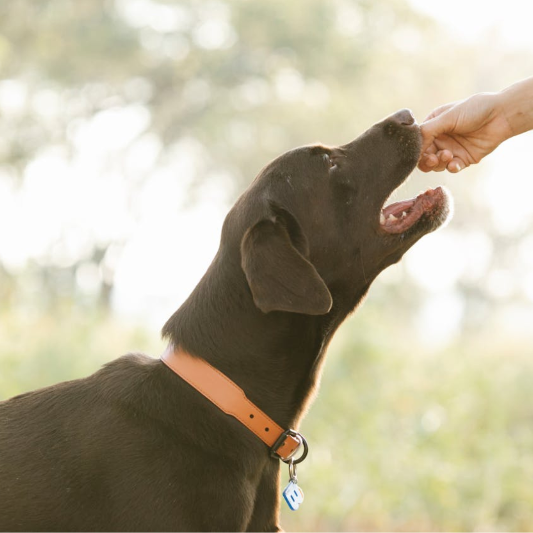 The Benefits Of Probiotics for Dogs