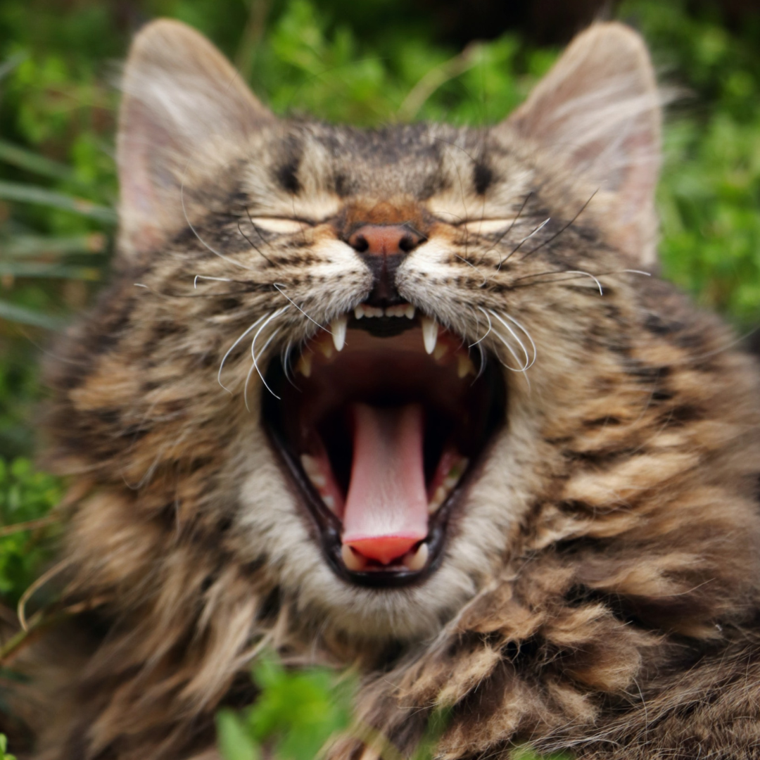 cat showing teeth