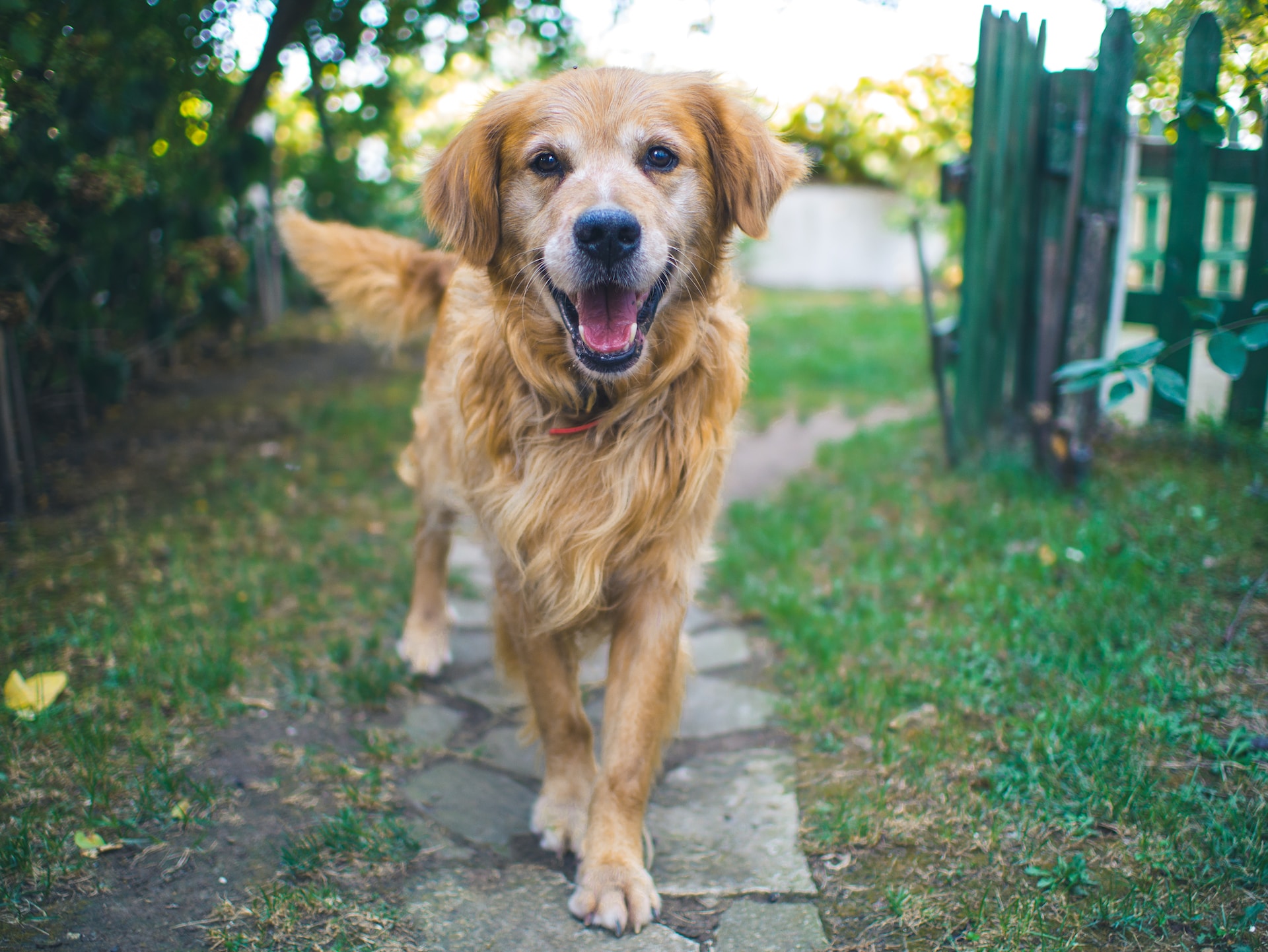 Dogs Aren't Just For Christmas: How To Care For Your Pet All Year