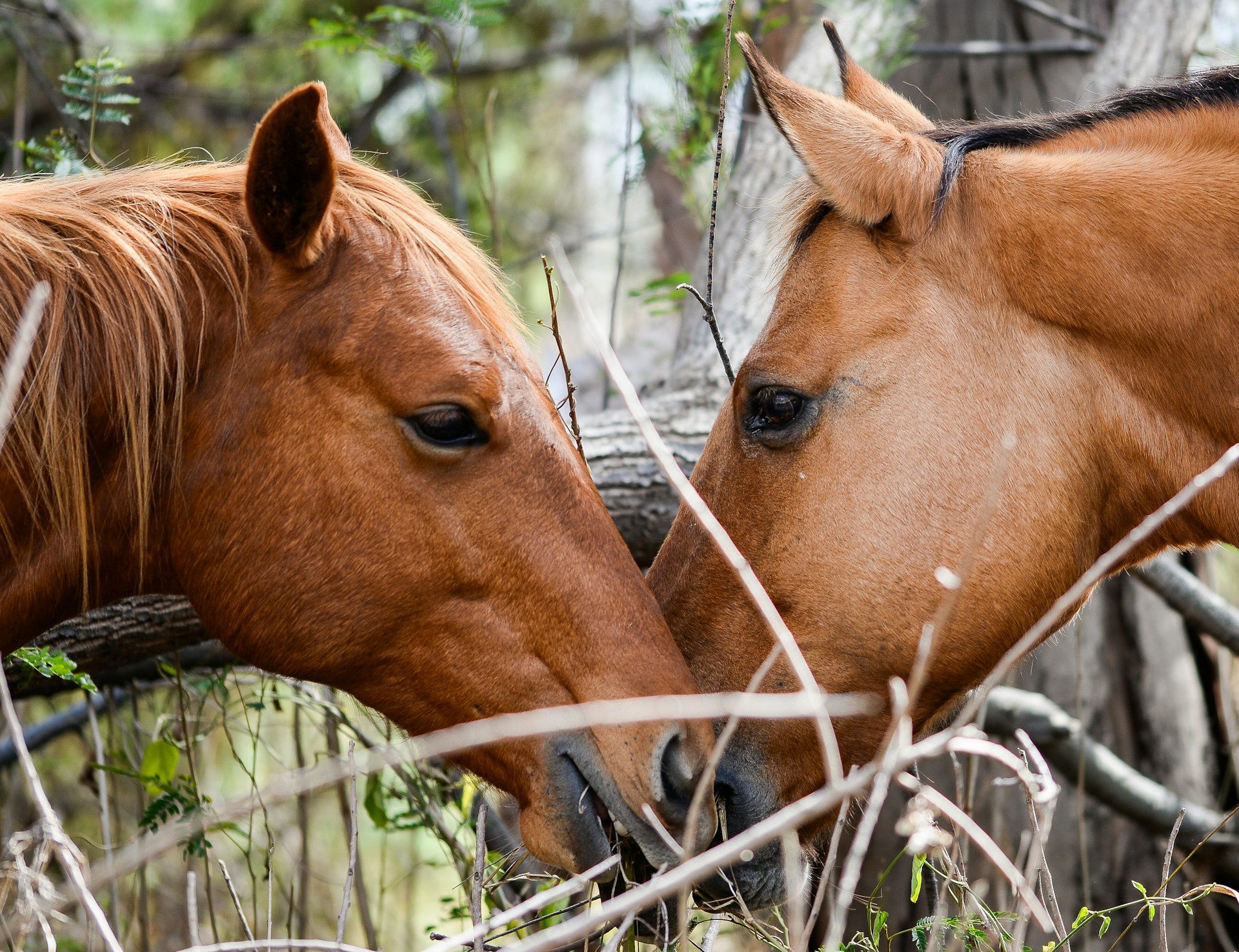 When and How To Use Calmers For Horses