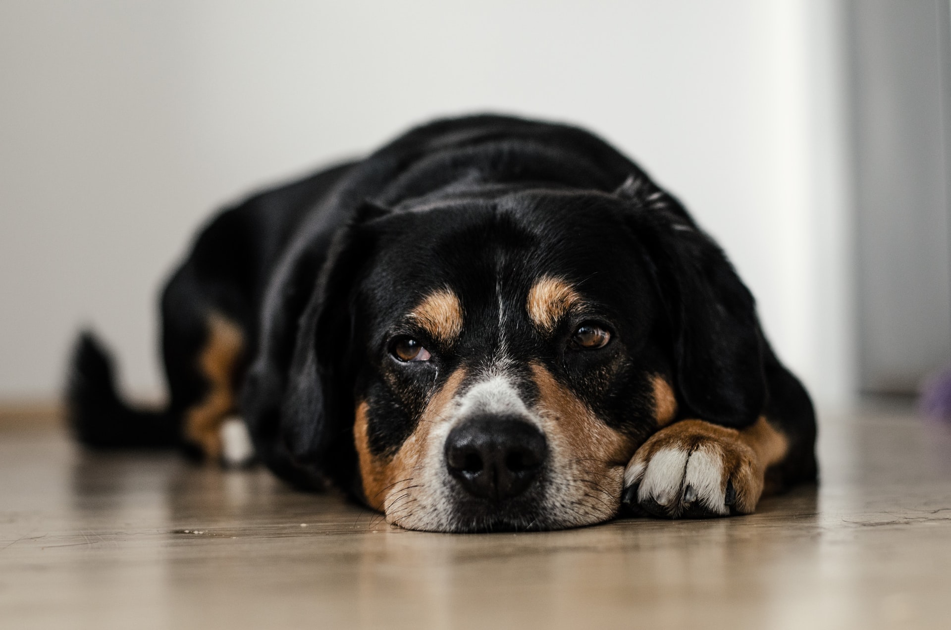 Old Dog laying down