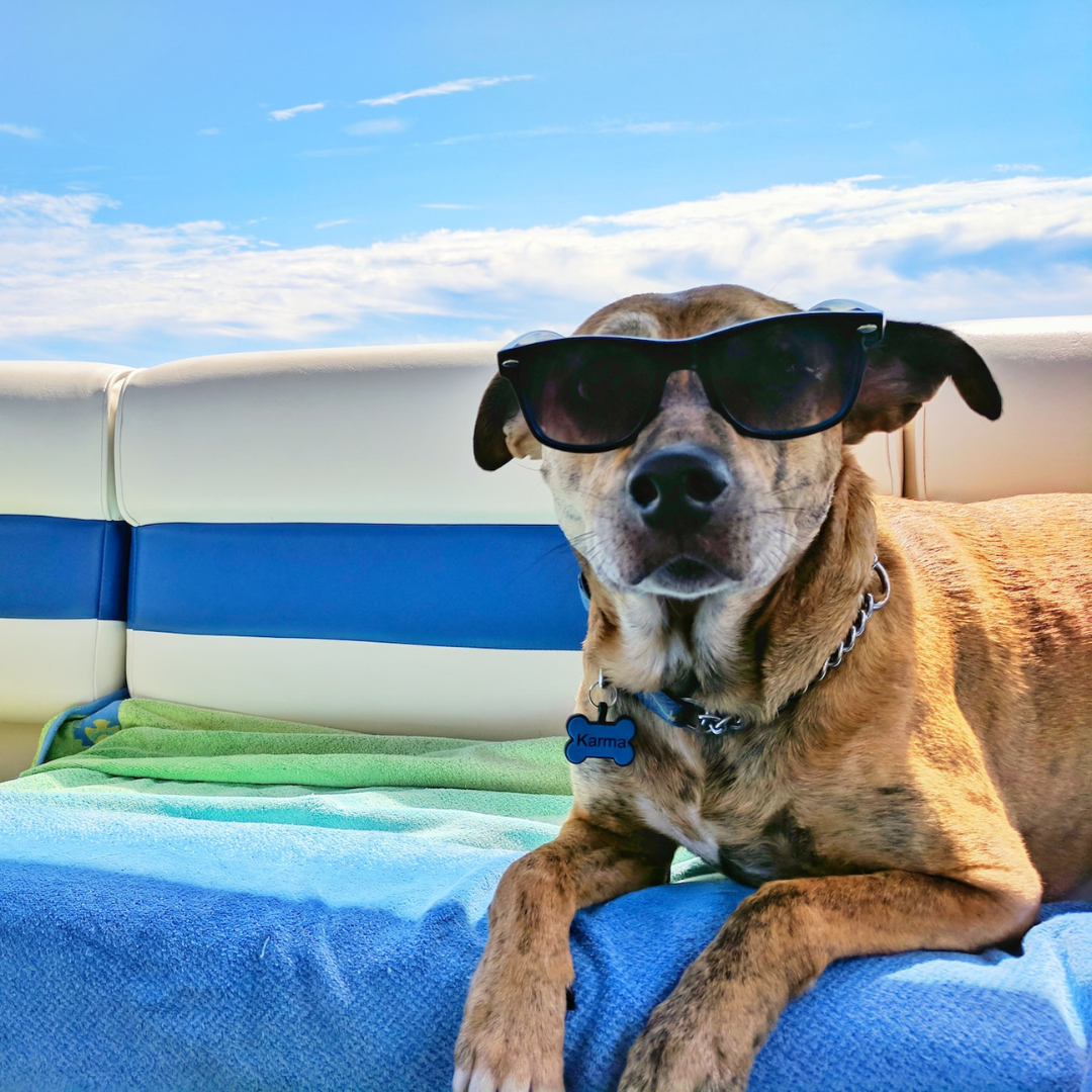 dog wearing sunglasses