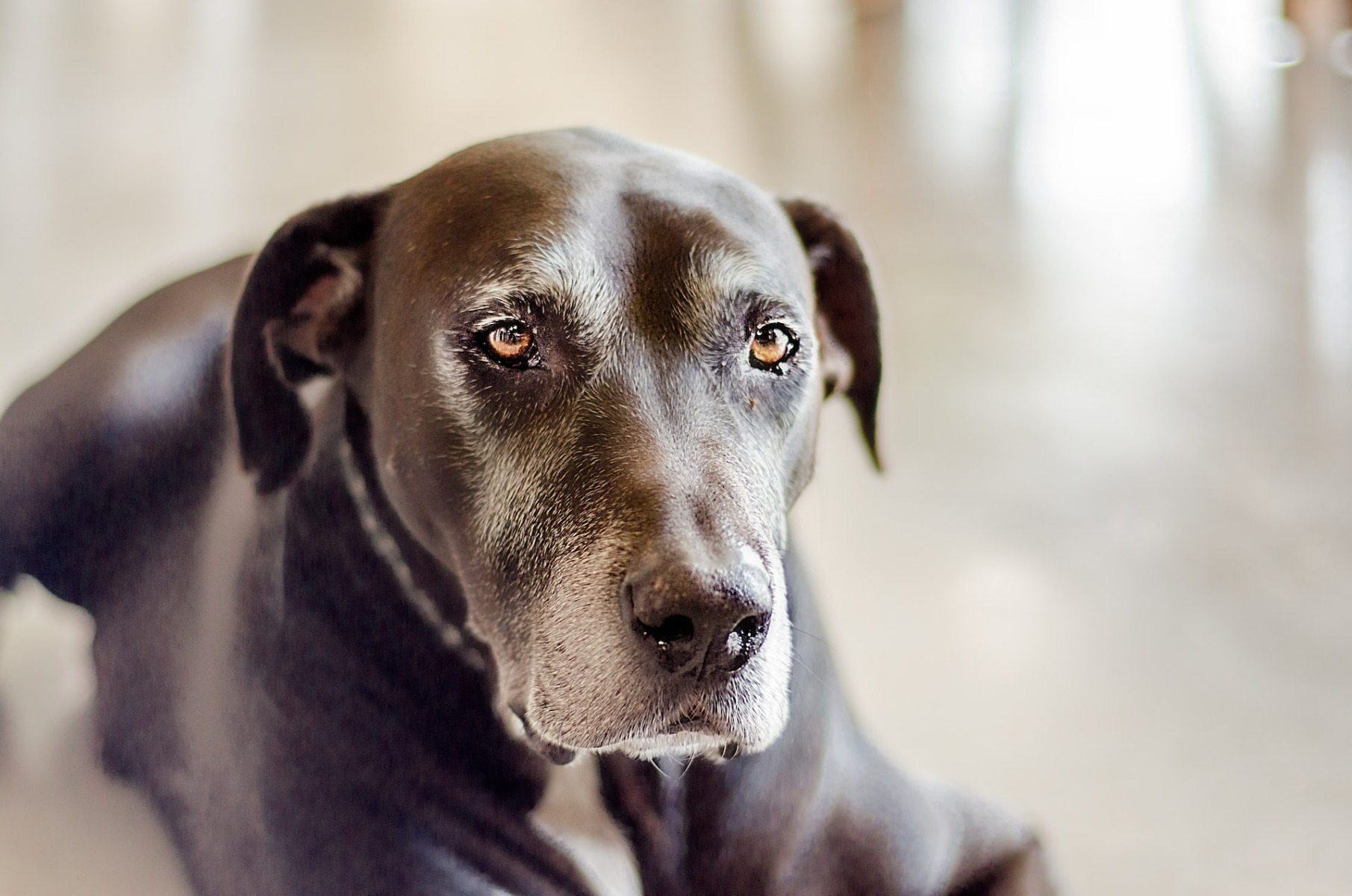 Old brown labrador 