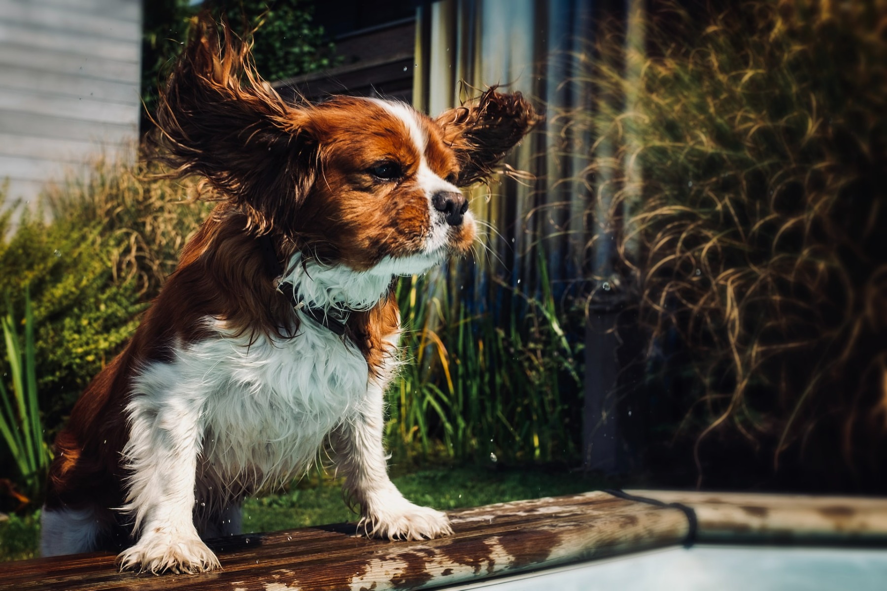 dog with fluffy ears